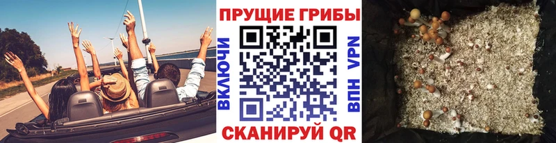 MEGA ссылки  Сельцо  Псилоцибиновые грибы Psilocybine cubensis 